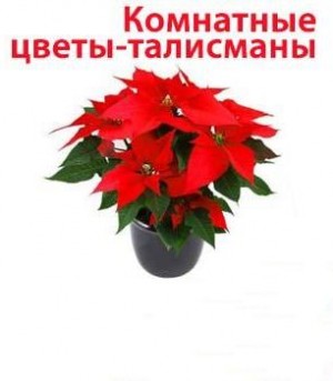 Цветы: Комнатные цветы-талисманы – аудиокнига