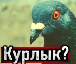 Голубь – аудиокнига