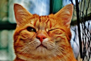 Кот-волонтёр – аудиокнига