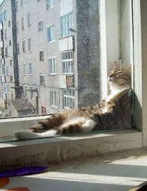 Семь снов черного кота. Сон седьмой. Муха – аудиокнига