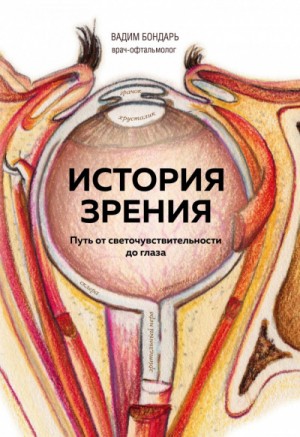 История зрения – путь от светочувствительности до глаза